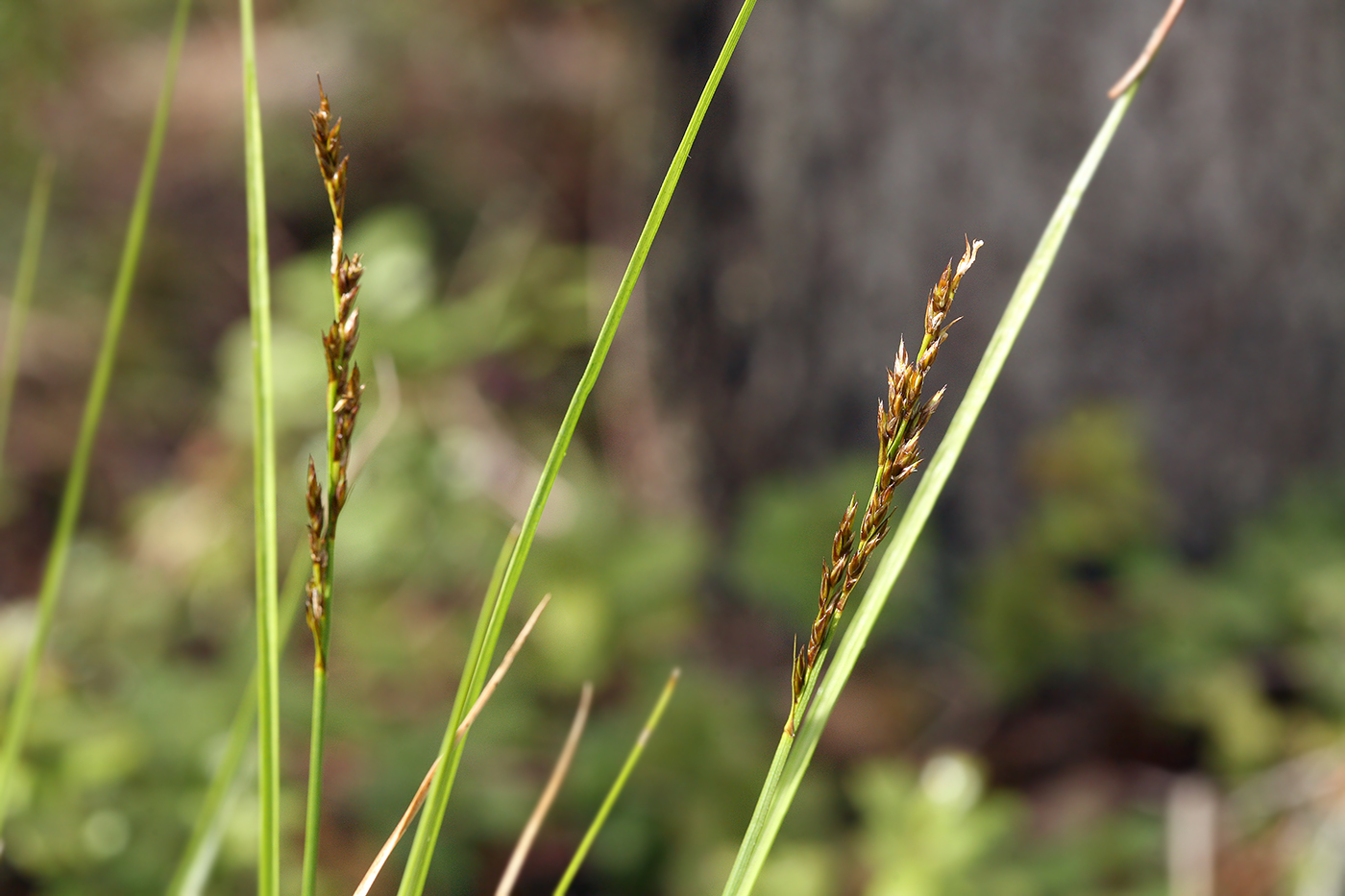 Изображение особи Carex appropinquata.