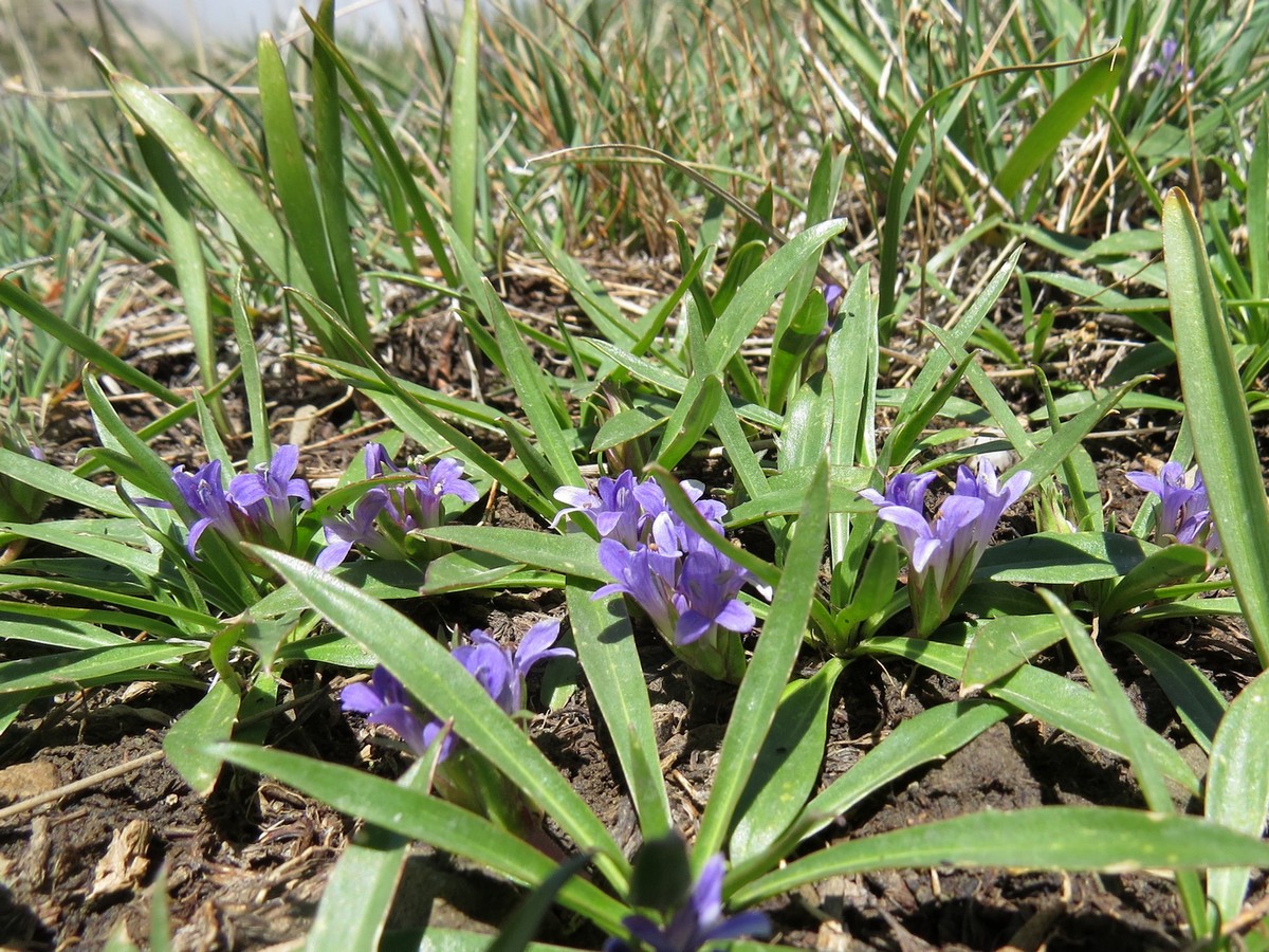 Image of Lagotis korolkowii specimen.