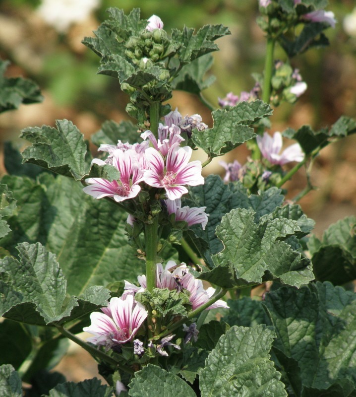 Изображение особи Malva sylvestris.