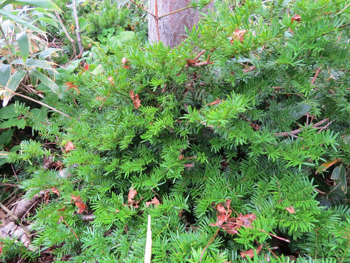 Image of Taxus cuspidata specimen.