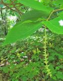 Sinowilsonia henryi. Верхушка ветви с соцветием. Польша, г. Рогов, арборетум, в культуре. 29.05.2018.