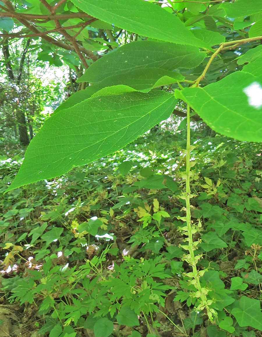 Изображение особи Sinowilsonia henryi.