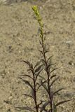 Solidago cuprea