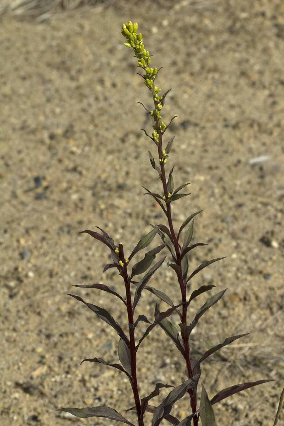 Изображение особи Solidago cuprea.