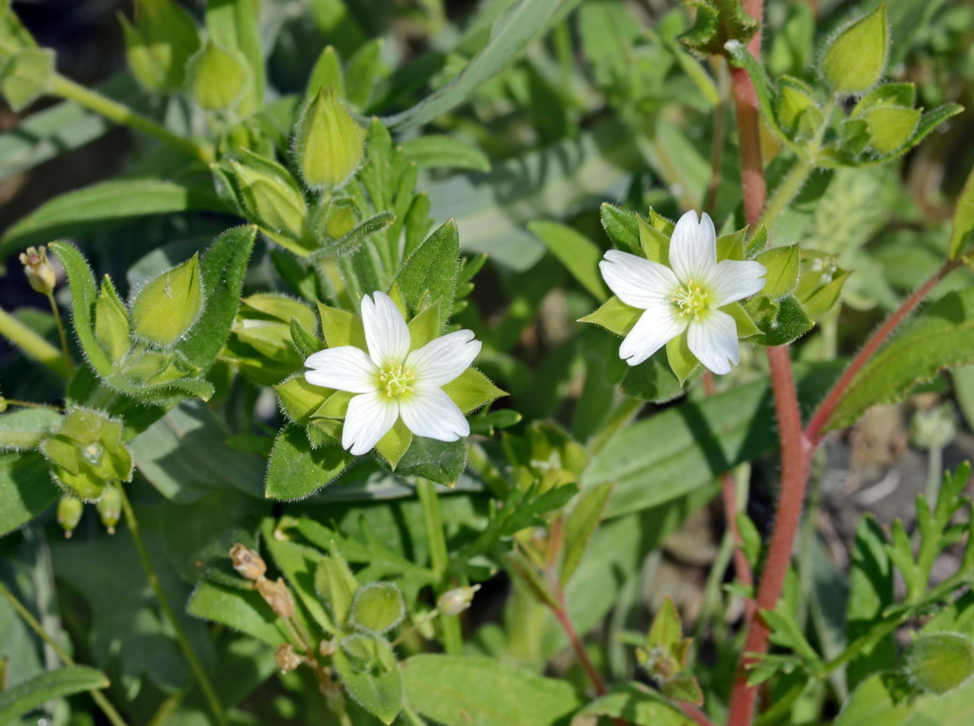 Изображение особи Cerastium inflatum.