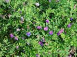 Vicia amurensis