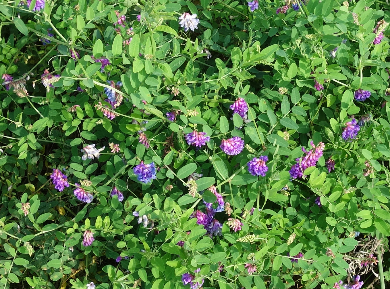 Image of Vicia amurensis specimen.