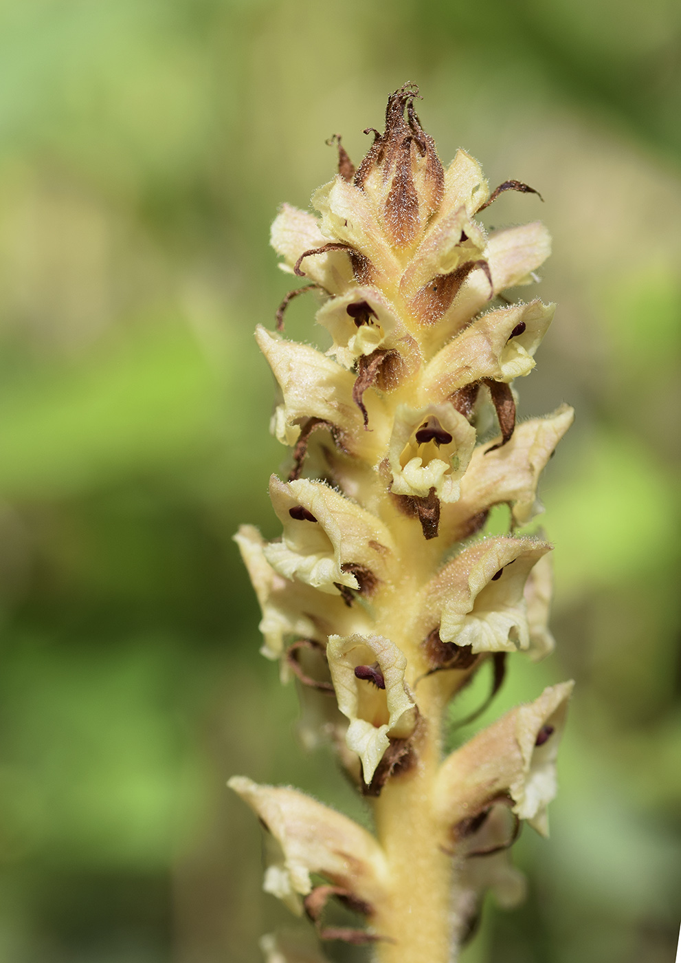 Image of Orobanche clausonis specimen.