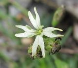 Silene tatarica