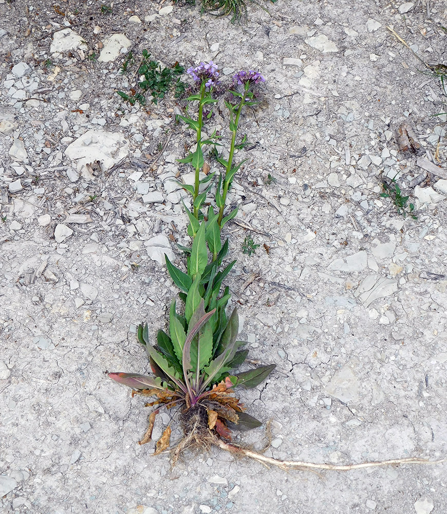 Image of Hesperis pycnotricha specimen.