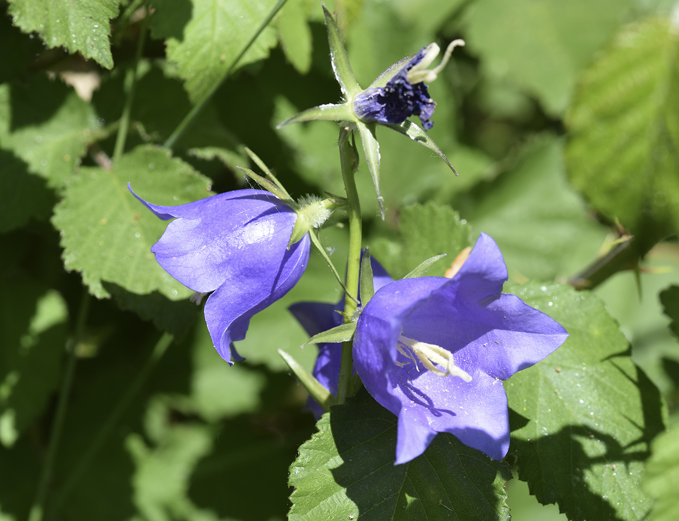 Image of Campanula persicifolia specimen.