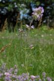 Thymus marschallianus