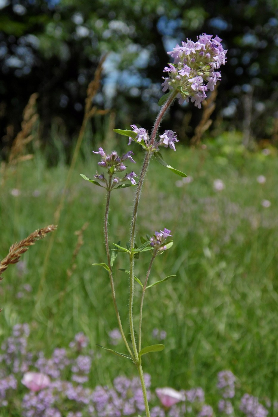 Изображение особи Thymus marschallianus.