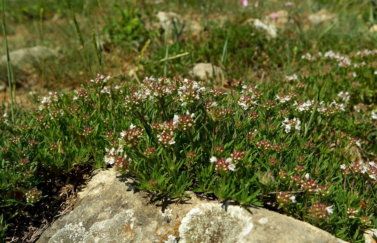 Image of genus Thymus specimen.