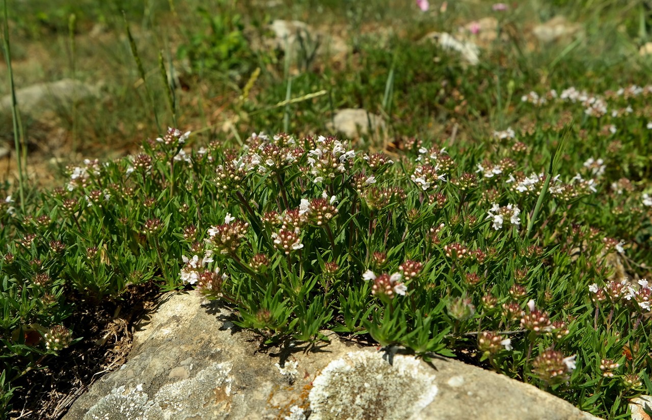 Изображение особи род Thymus.