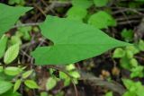 Calystegia silvatica