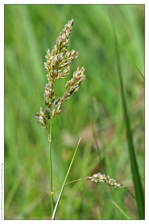 Image of Hierochloe odorata specimen.