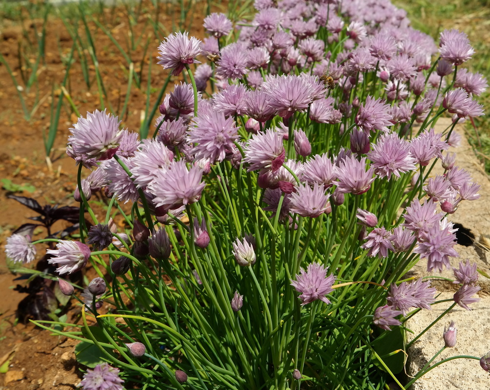 Image of Allium schoenoprasum specimen.