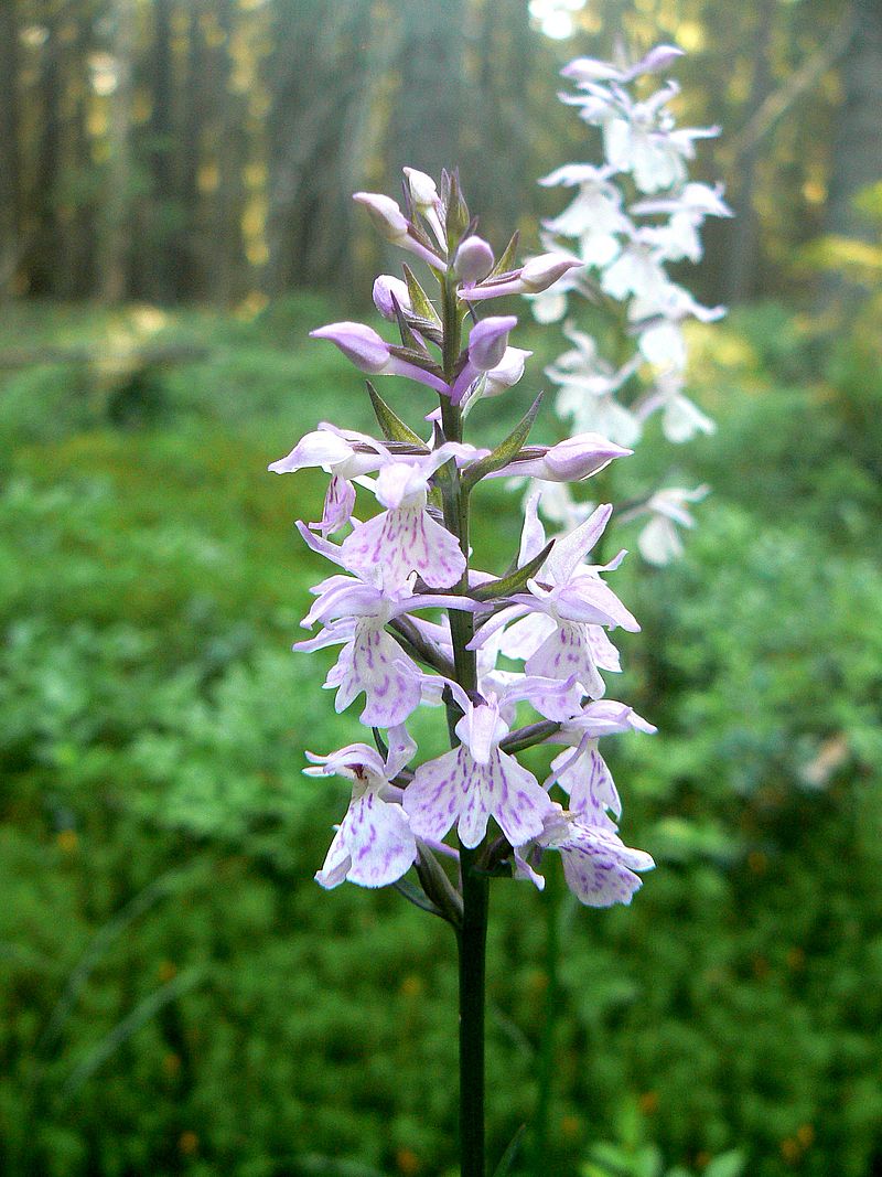 Изображение особи Dactylorhiza maculata.