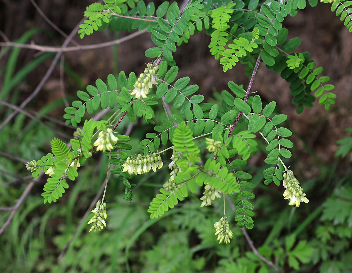 Изображение особи Astragalus membranaceus.