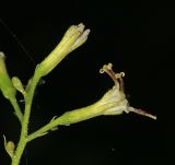 Image of specimen