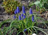 Muscari armeniacum