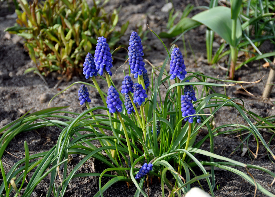 Изображение особи Muscari armeniacum.