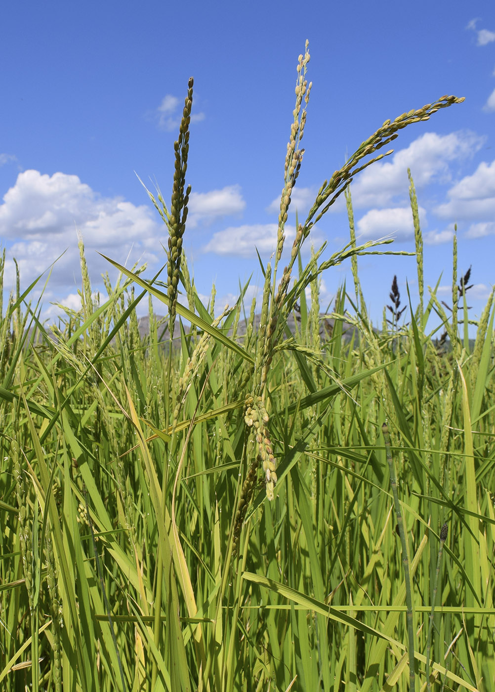 Изображение особи Oryza sativa.