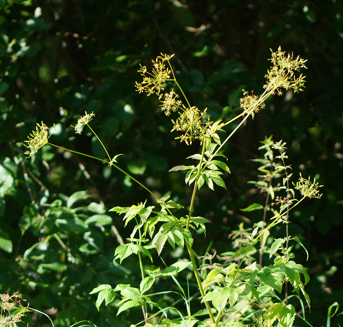 Изображение особи Chaerophyllum aromaticum.