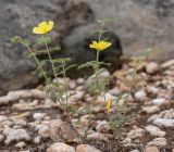 Tribulus zeyheri