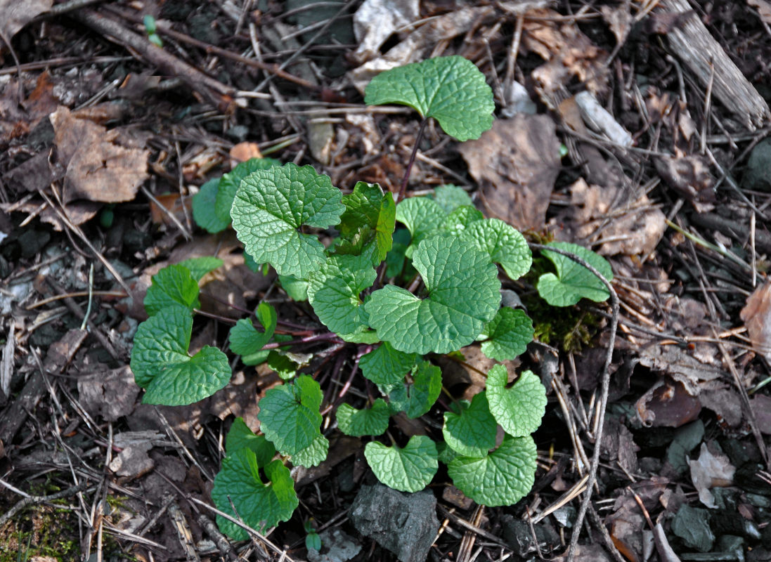 Image of Alliaria petiolata specimen.