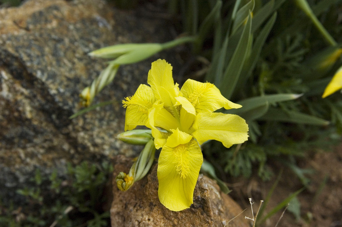 Image of Iris humilis specimen.