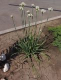 Allium ramosum. Цветущее растение. Украина, г. Запорожье, Прибрежная автомагистраль, цветник возле магазина \"Ашан\". 18.07.2020.
