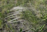 Stipa lessingiana. Цветущие растения. Саратовская обл., Красноармейский р-н, окр. с. Белогорское, степь. 30.05.2019.