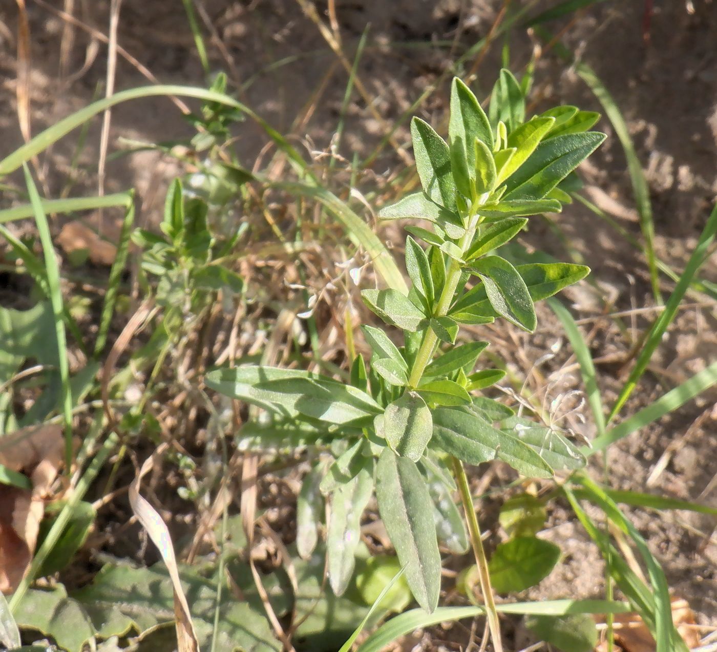 Изображение особи Hyssopus officinalis.