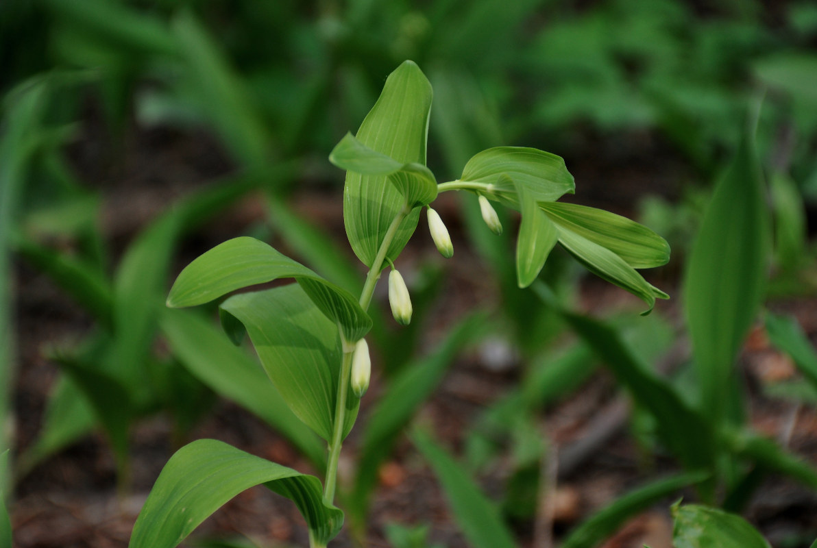 Изображение особи Polygonatum odoratum.