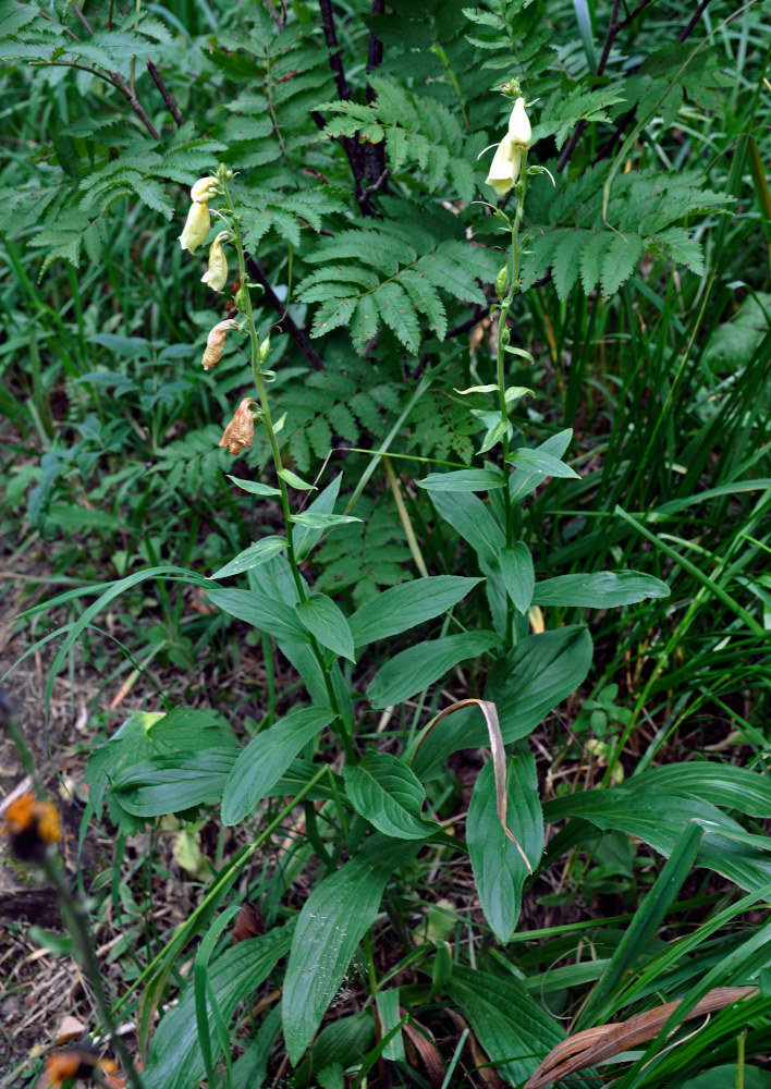 Image of Digitalis grandiflora specimen.