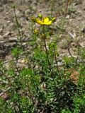 Hypericum empetrifolium