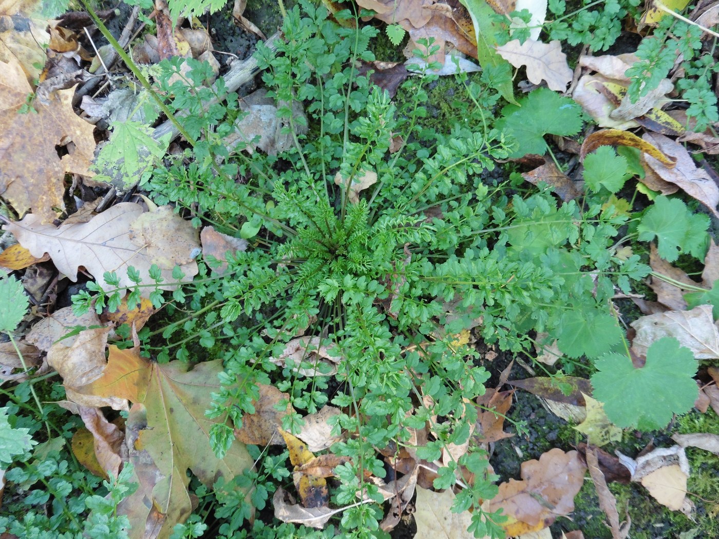 Image of Cardamine impatiens specimen.