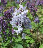 Corydalis solida