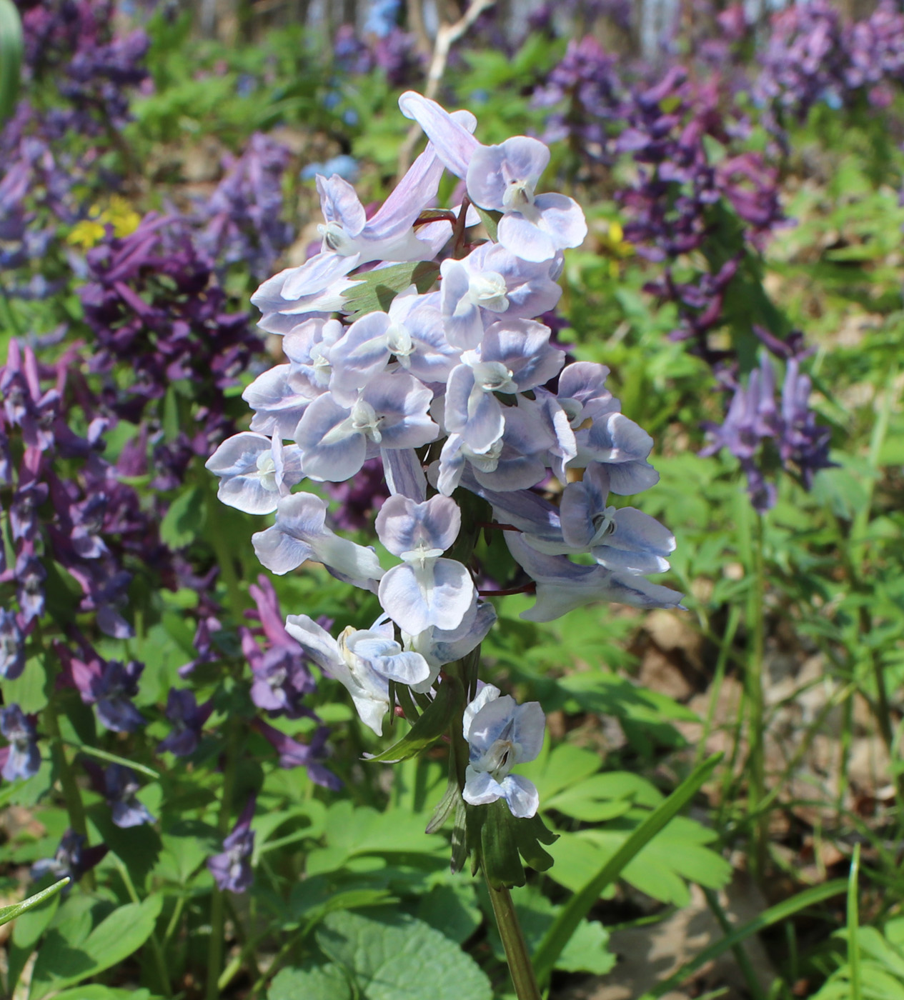 Image of Corydalis solida specimen.