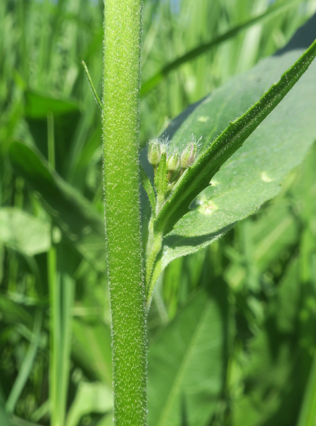Image of Hesperis pycnotricha specimen.
