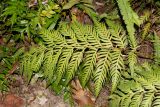 Woodwardia prolifera
