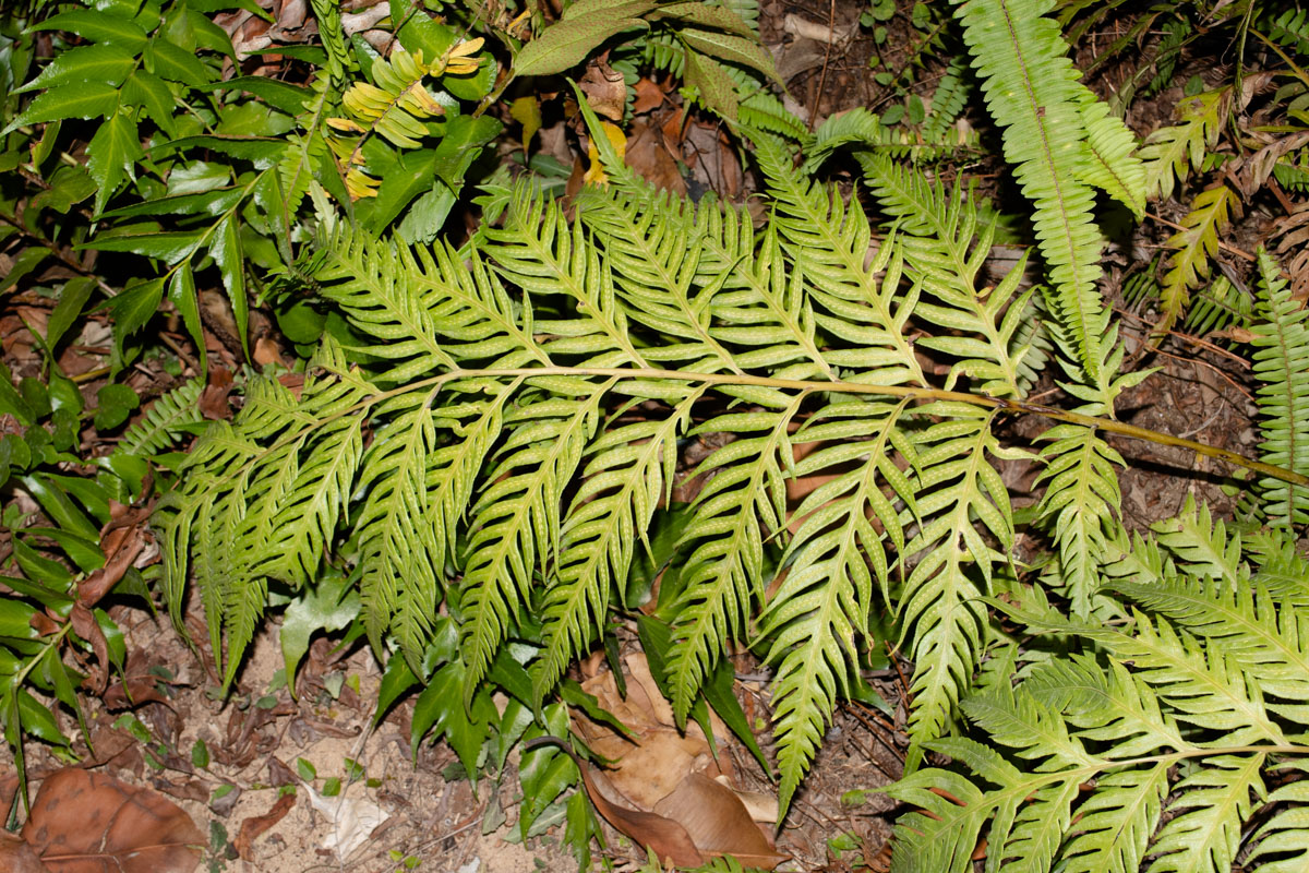 Image of Woodwardia prolifera specimen.