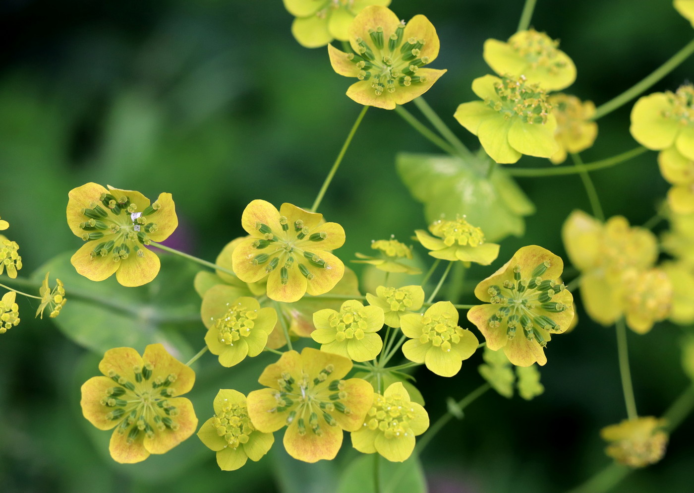 Изображение особи Bupleurum longifolium ssp. aureum.