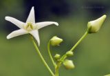 Vincetoxicum volubile