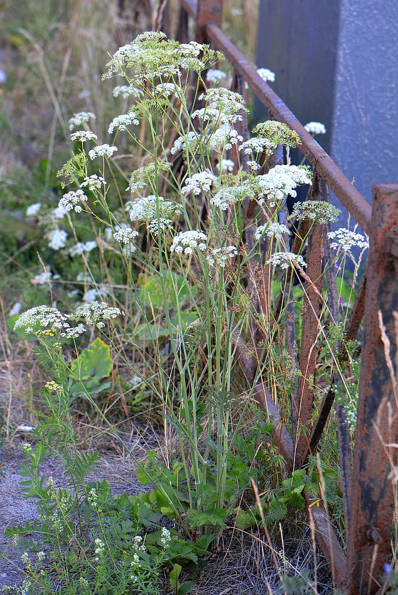 Image of Pimpinella saxifraga specimen.