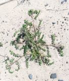 Astragalus contortuplicatus
