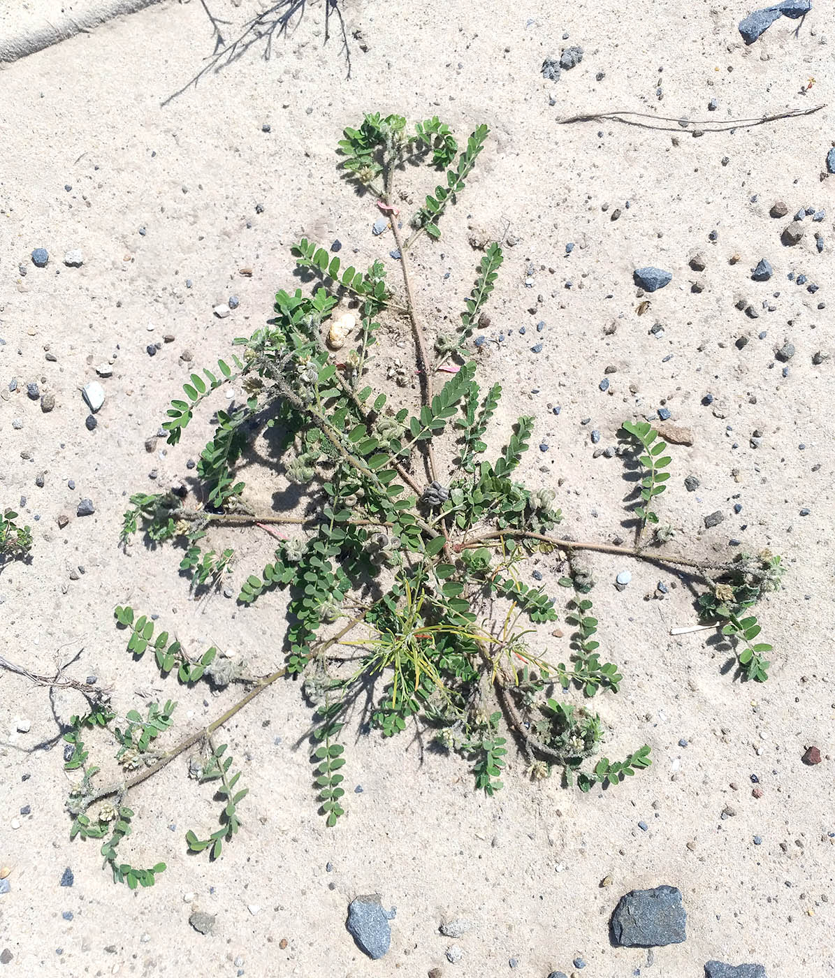 Image of Astragalus contortuplicatus specimen.