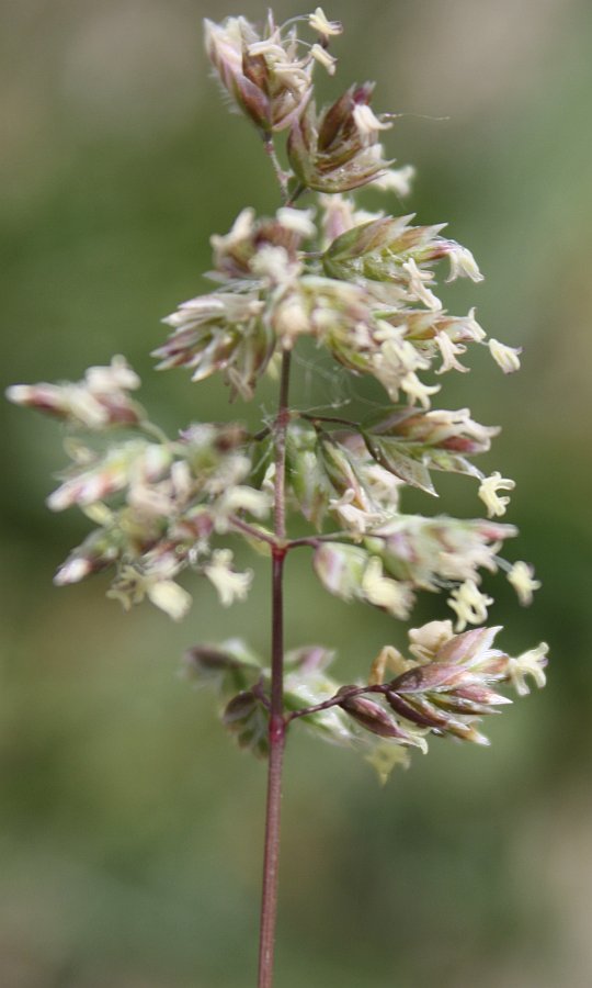 Image of Poa compressa specimen.